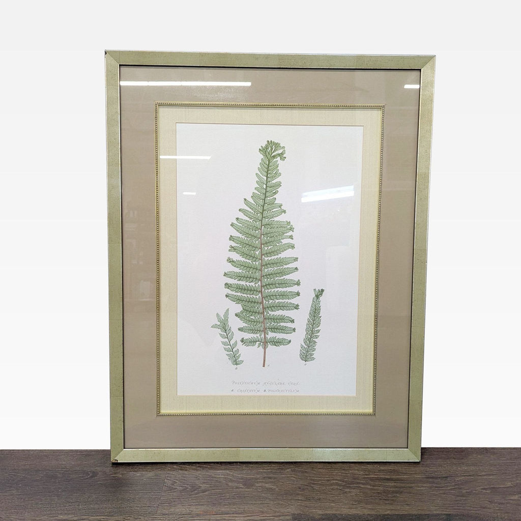 Framed Botanical Illustration - Polystichum Ferns Drawing