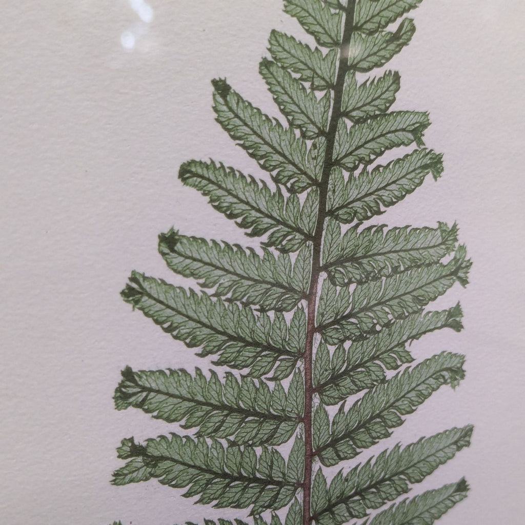Framed Botanical Illustration - Polystichum Ferns Drawing