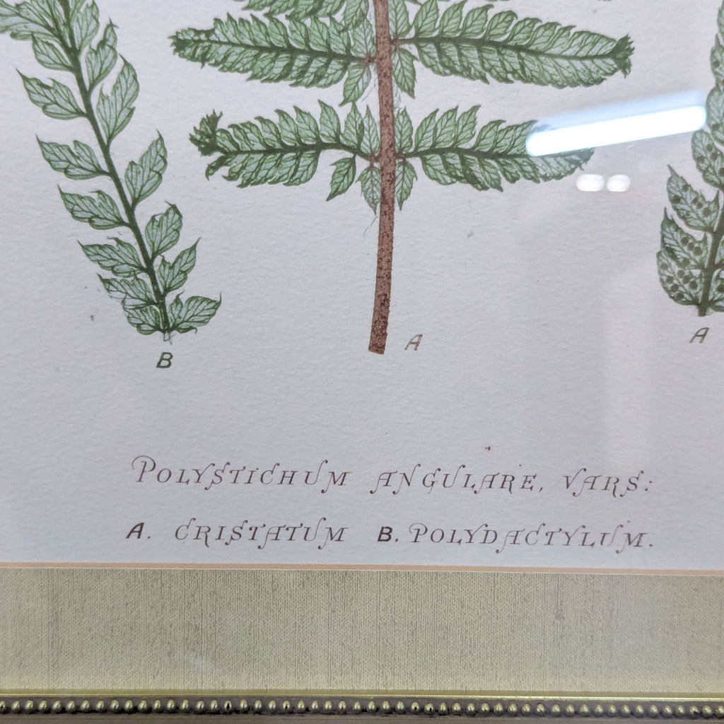 Framed Botanical Illustration - Polystichum Ferns Drawing