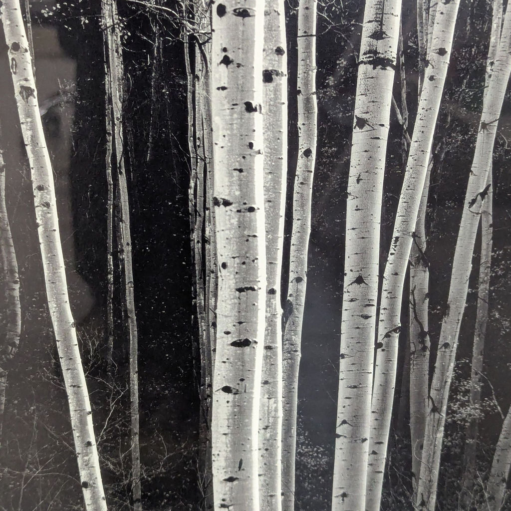 Large-format Ansel Adams landscape print featuring bright aspen trunks in deep forest, elegantly matted and silver framed.  
