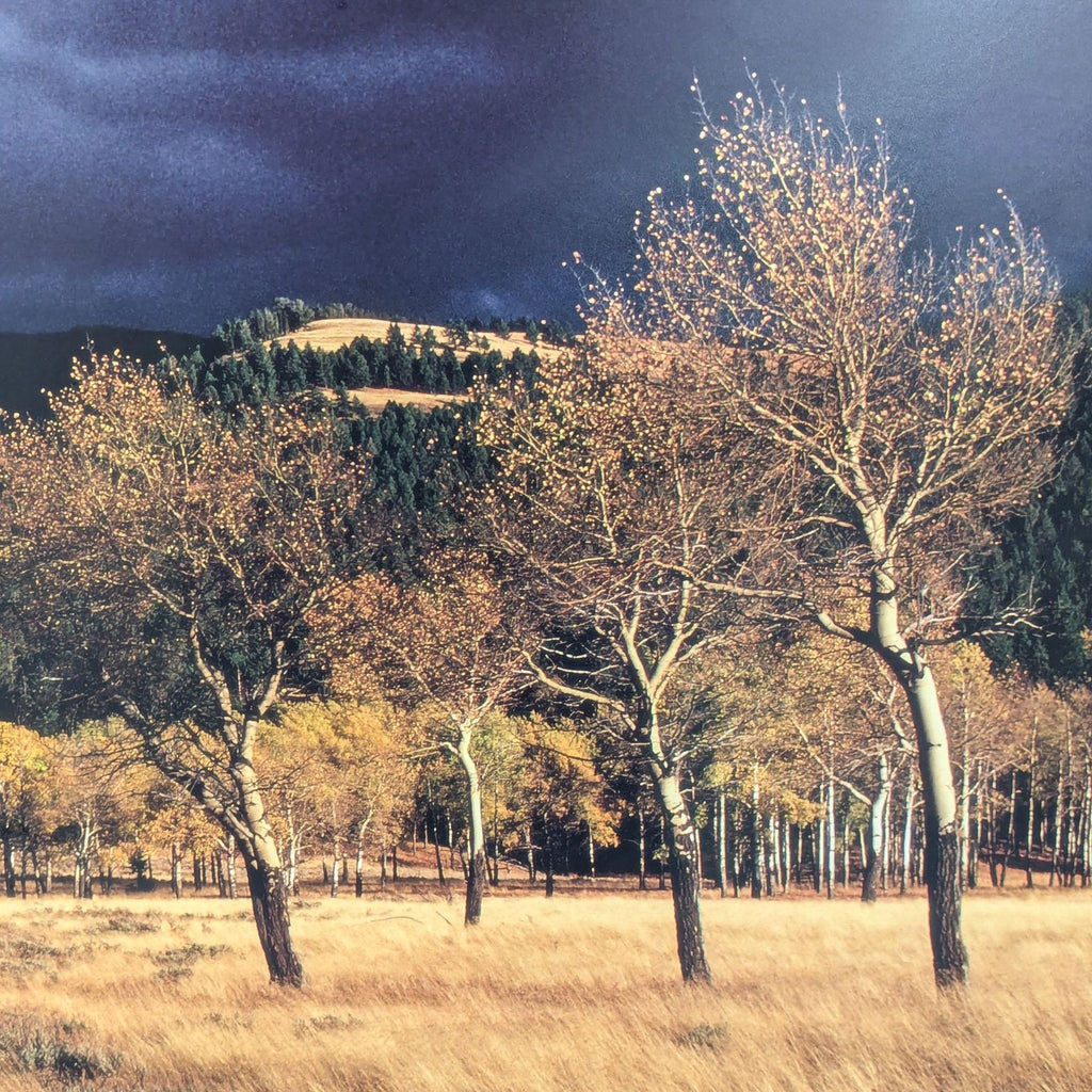 Thomas Mangelsen “Winds Of Change” Framed  Landscape Print – Trees in Field Wall Art