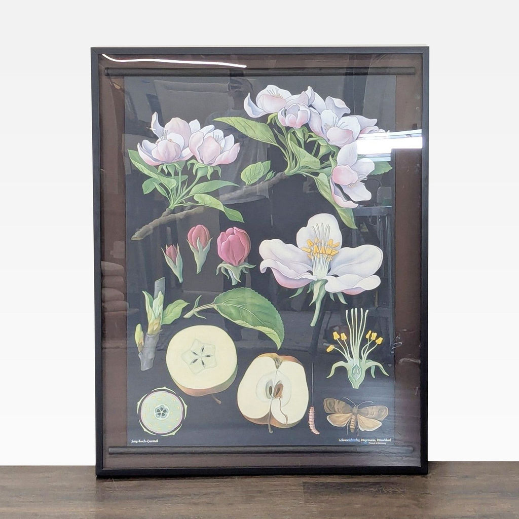 Framed 1968 German educational chart illustrating apple tree blossom, fruit anatomy, and insect life cycle.