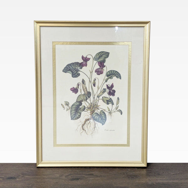 Framed Botanical Print "Viola odorata" – Vintage Floral Art