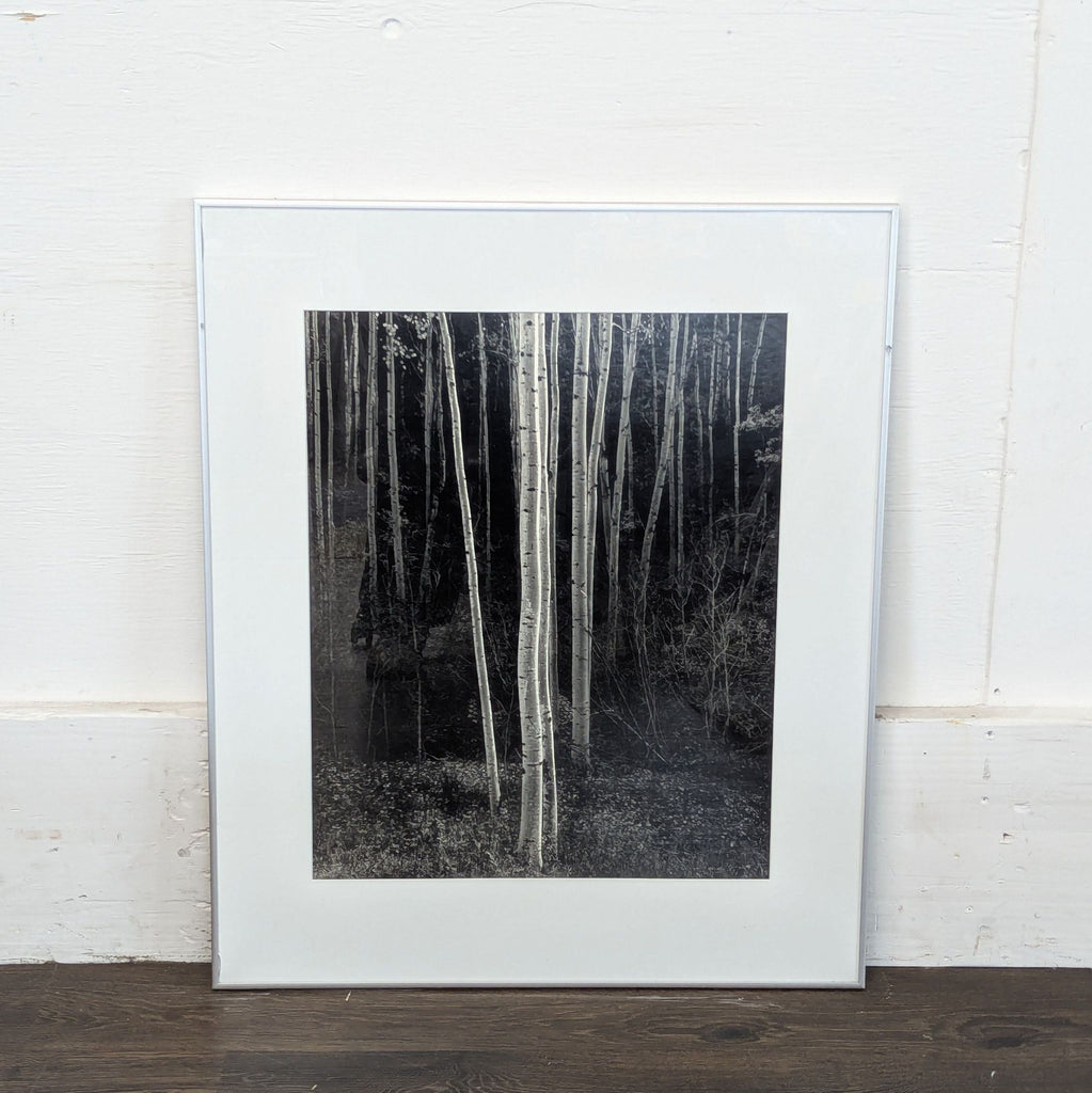 2. Close-up view of Ansel Adams' high-quality Aspen Trees print, emphasizing light bark and forest depth.