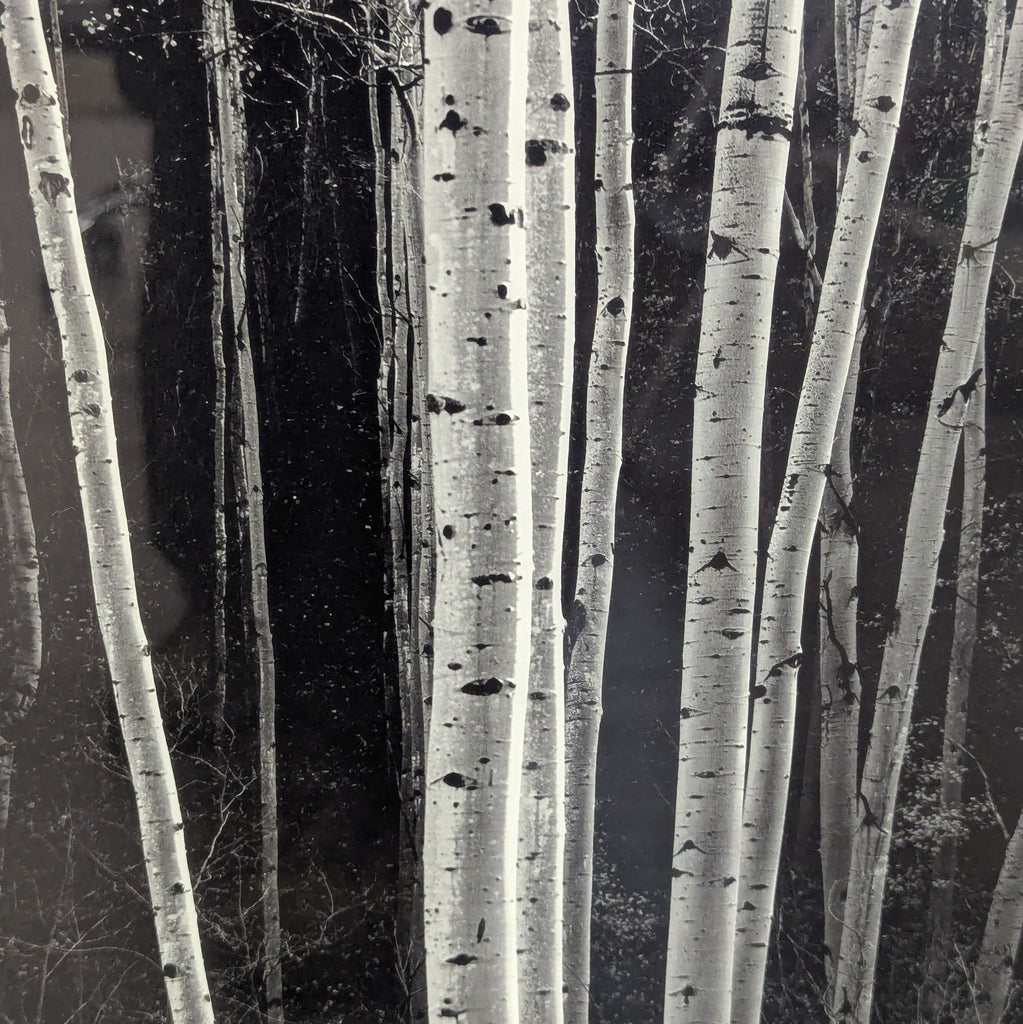 3. Large-format photo of luminous aspen trunks in a sleek silver frame, a standout piece for art lovers.
