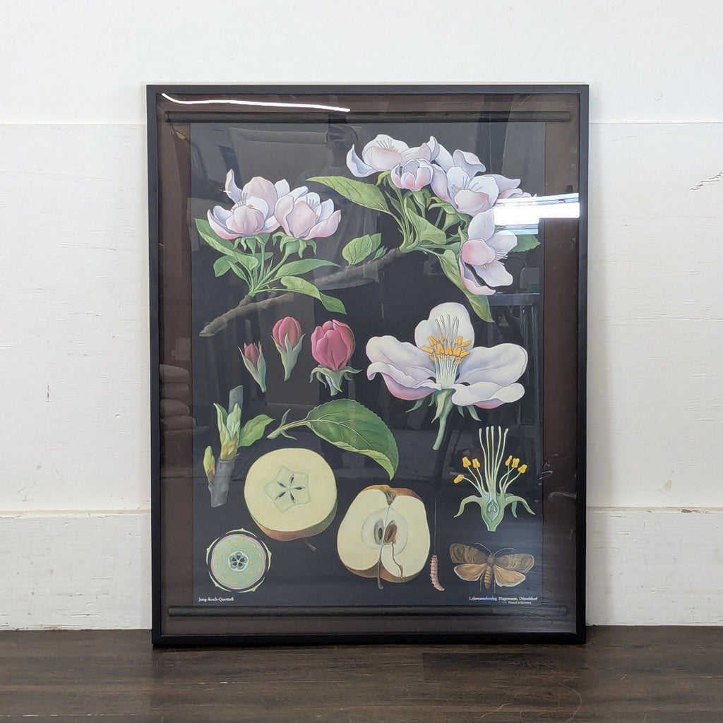 1. Framed botanical print featuring detailed illustrations of apple blossoms, fruit, and anatomical cross-sections.