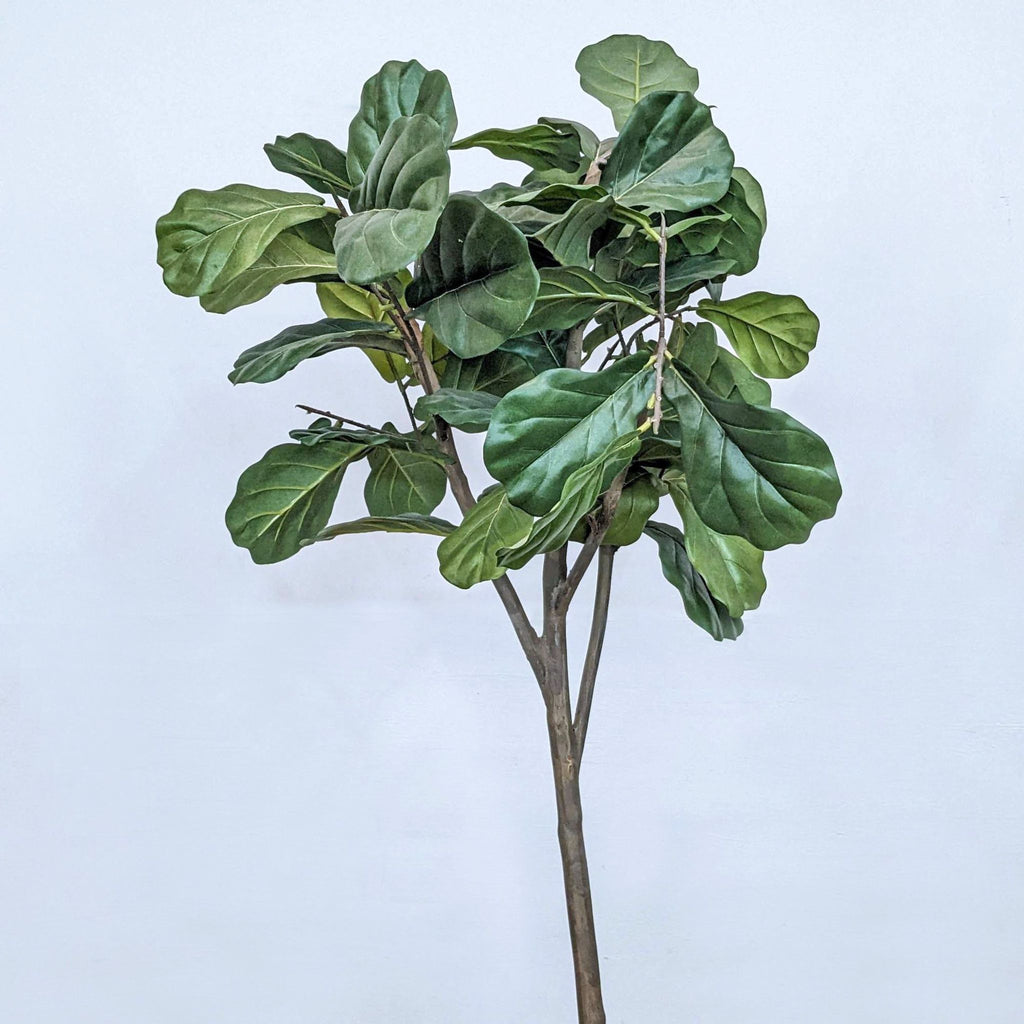 Faux 6’ Fiddle Leaf Fig Tree