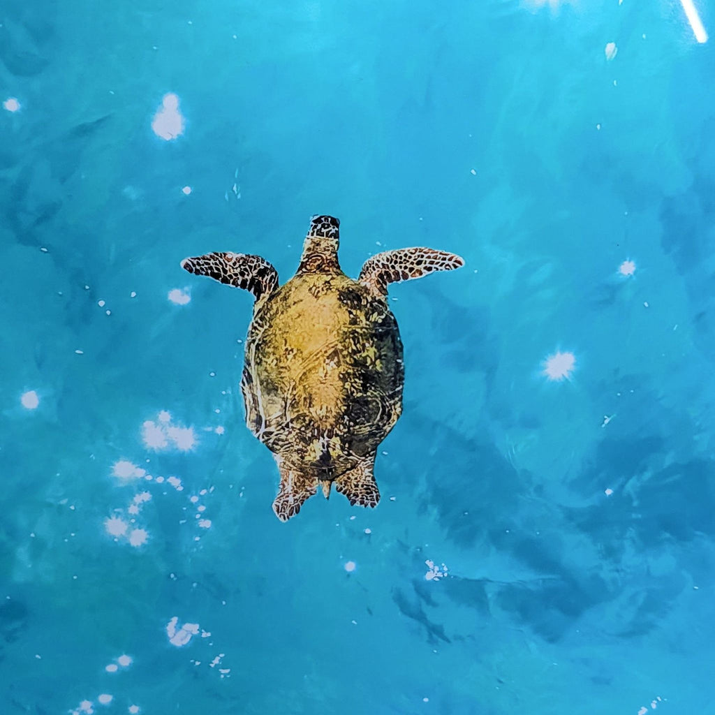 “Flying Honu” Photographic Prrint by Andrew Shoemaker